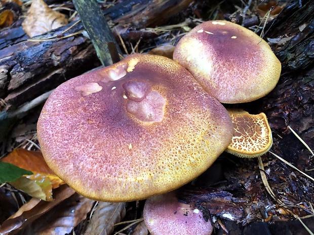 čírovec červenožltý Tricholomopsis rutilans (Schaeff.) Singer