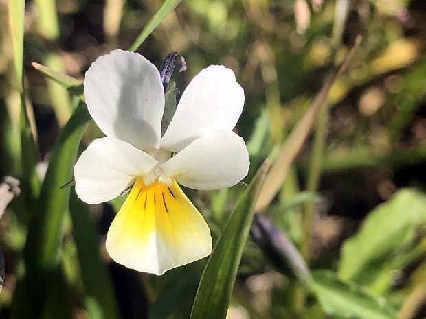 fialka roľná Viola arvensis Murray