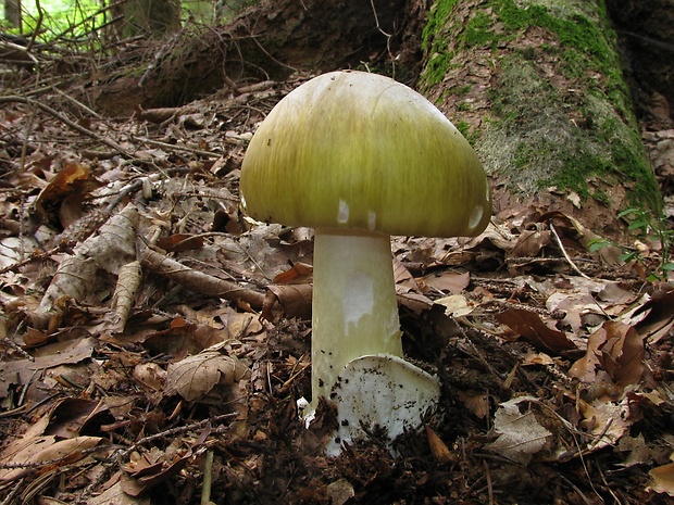 muchotrávka zelená Amanita phalloides (Vaill. ex Fr.) Link