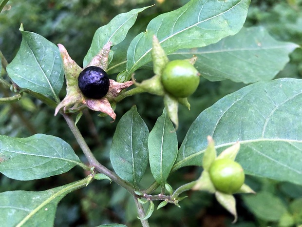 ľuľkovec zlomocný Atropa bella-donna L.