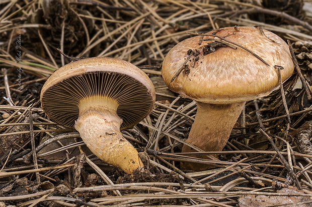 sliziak lepkavý Chroogomphus rutilus (Schaeff.) O.K. Mill.