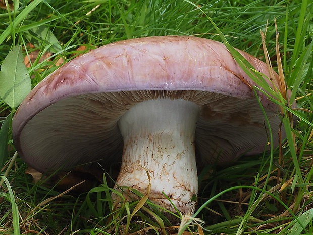 pavučinovec Cortinarius sp.