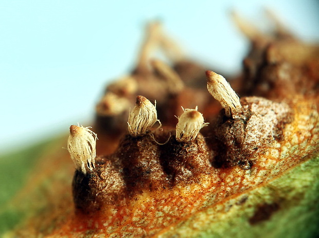 hrdzavka hrušková Gymnosporangium sabinae (Dicks.) G. Winter