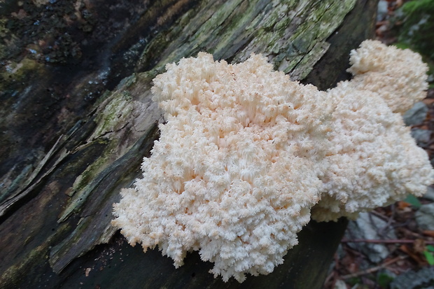 koralovec bukový Hericium coralloides (Scop.) Pers.