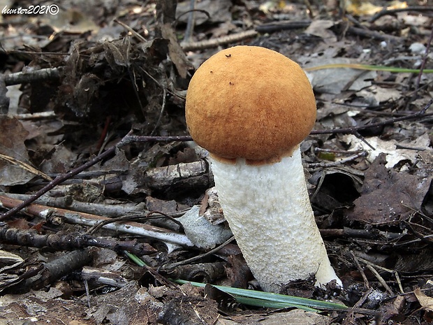 kozák osikový Leccinum albostipitatum den Bakker & Noordel.