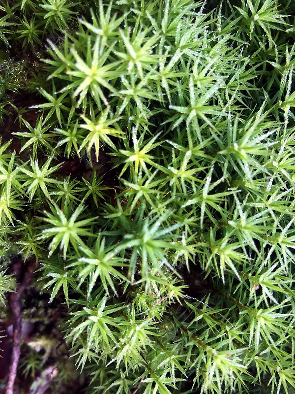 plantago subulata Plantago Subulata