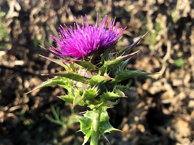 pestrec mariánsky Silybum marianum (L.) P. Gaertn.