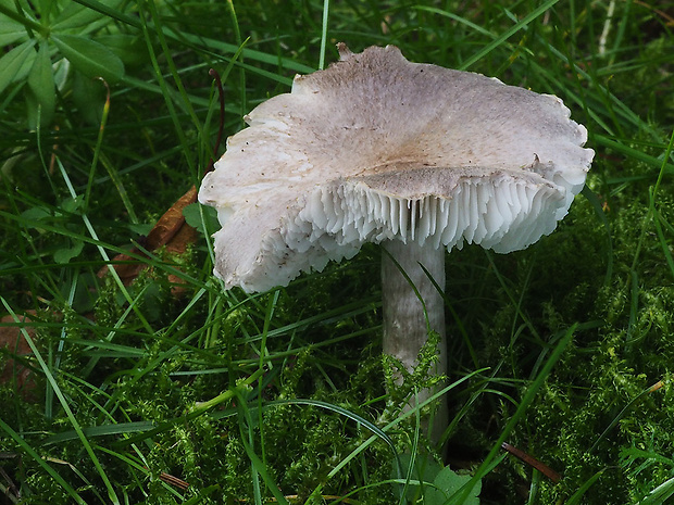 čírovka postriebrená Tricholoma argyraceum (Bull.) Gillet