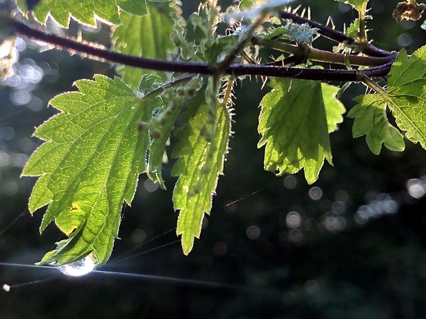 pŕhľava dvojdomá Urtica dioica L.