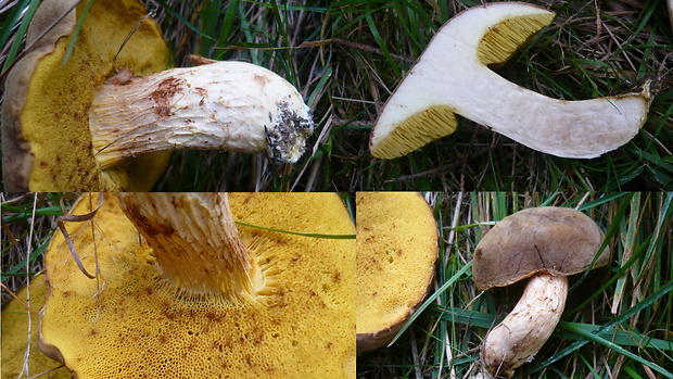 suchohríb červenohnedý Xerocomus ferrugineus (Kuntze) Singer