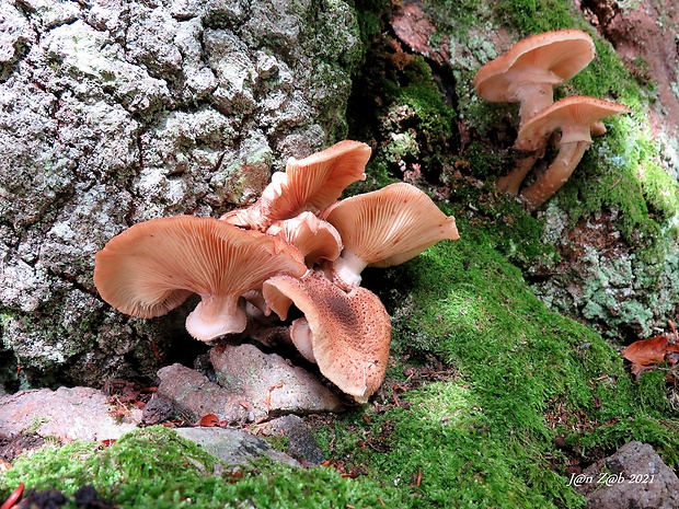 podpňovka obyčajná Armillaria mellea (Vahl) P. Kumm.