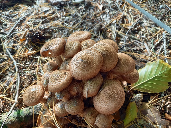 podpňovka obyčajná Armillaria mellea (Vahl) P. Kumm.