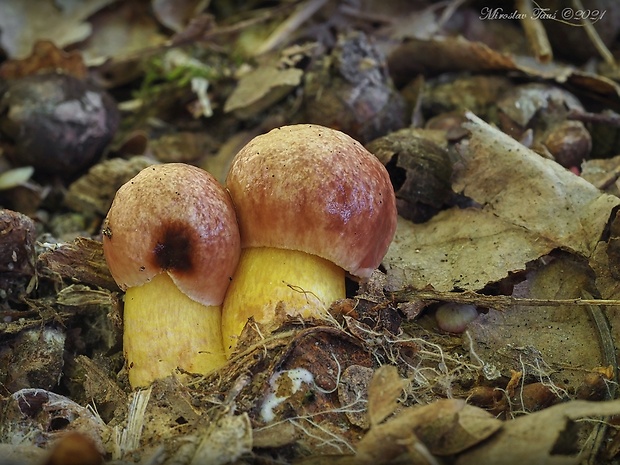 zlatohríb úhľadný Aureoboletus gentilis (Quél.) Pouzar