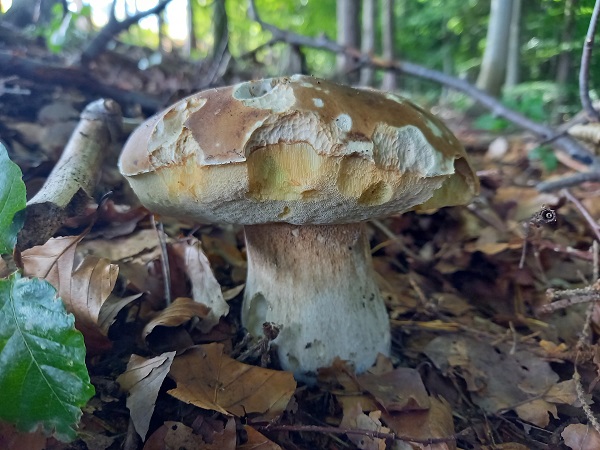 hríb smrekový Boletus edulis Bull.