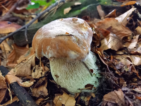 hríb smrekový Boletus edulis Bull.