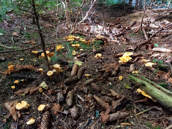 kuriatko jedlé Cantharellus cibarius Fr.