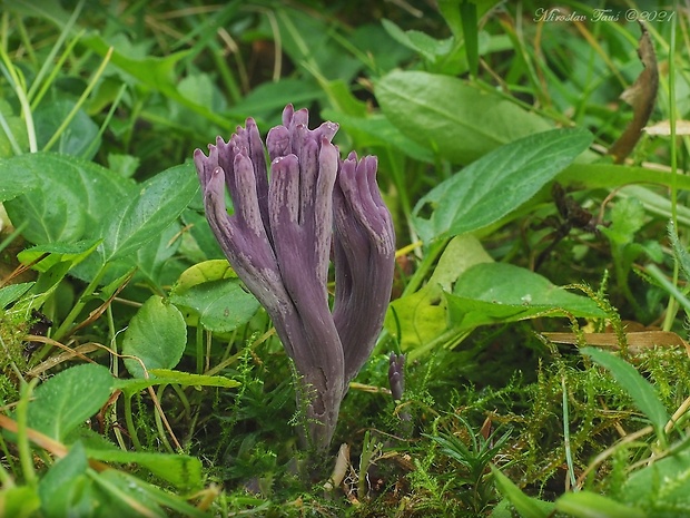 kyjačik Zollingerov Clavaria zollingeri Lév.