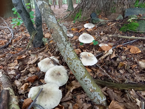 strmuľka inovaťová Clitocybe nebularis (Batsch) P. Kumm.