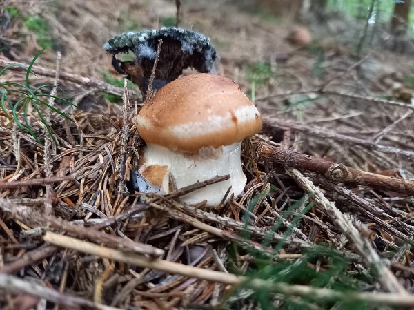 pavučinovec bielozávojový Cortinarius pseudoturmalis Bidaud & Moënne-Locc.