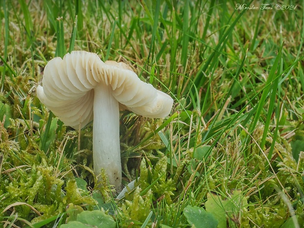 lúčnica výstredná Cuphophyllus fornicatus (Fr.) Lodge, Padamsee & Vizzini