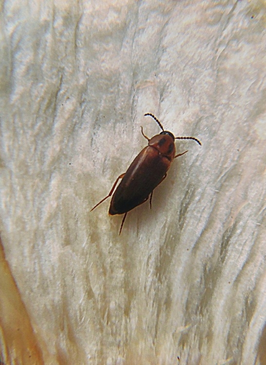 čeleď Tetratomidae Hallomenus binotatus Quensel, 1790