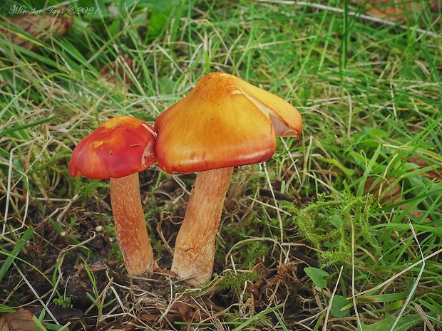 lúčnica granátovočervená Hygrocybe punicea (Fr.) P. Kumm.