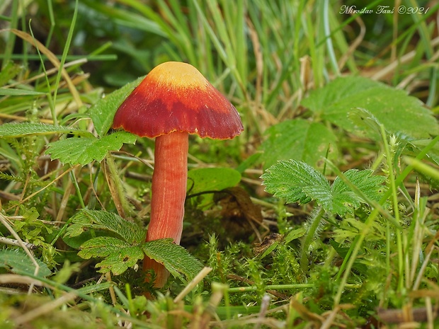 lúčnica granátovočervená Hygrocybe punicea (Fr.) P. Kumm.