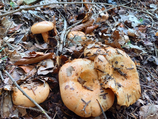 rýdzik pravý Lactarius deliciosus (L.) Gray