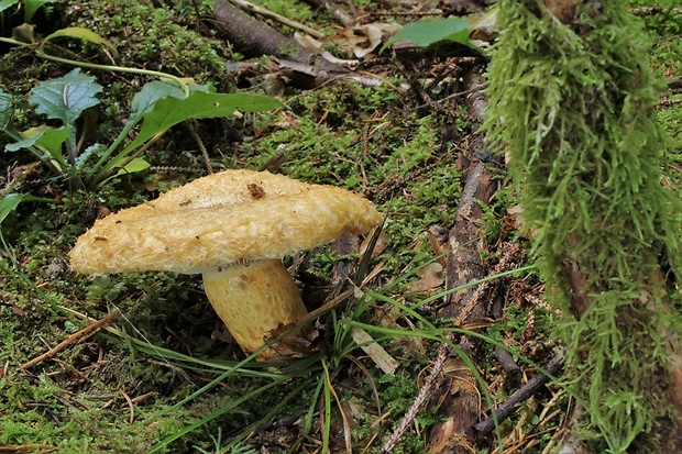 rýdzik nádherný Lactarius repraesentaneus Britzelm.