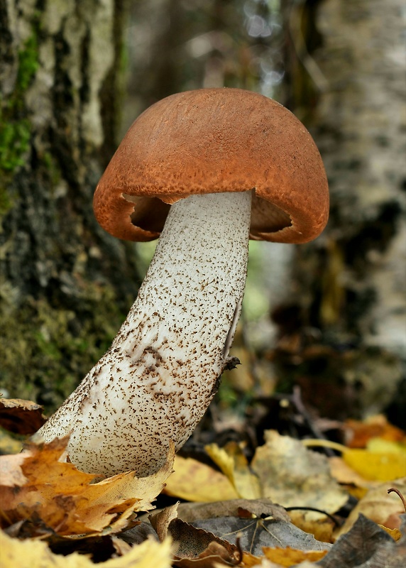 kozák dubový Leccinum aurantiacum (Bull.) Gray