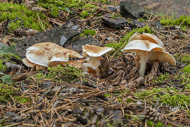 šupinovka Pholiota sp.