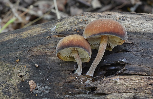 smeťovička veľká Simocybe sumptuosa (P.D. Orton) Singer