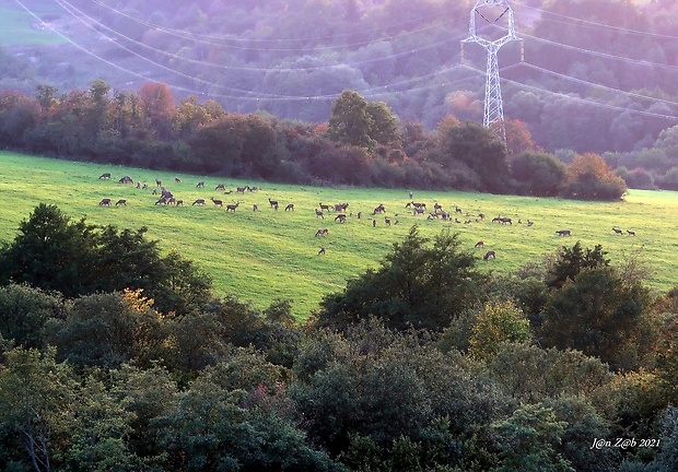 moje safari (jelenia ruja)