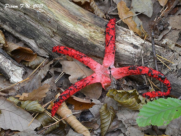 mrežovka kvetovitá Clathrus archeri (Berk.) Dring