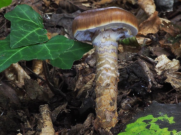 pavučinovec Cortinarius sp.