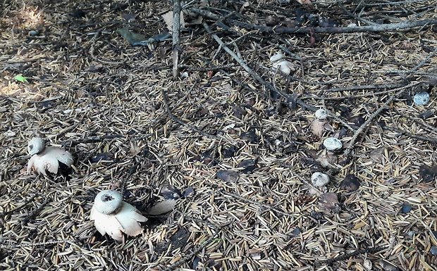 hviezdovka golierikovitá Geastrum striatum DC.