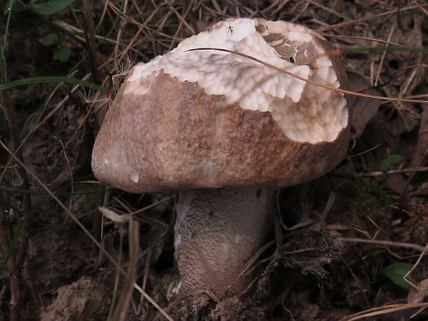 kozák topoľový Leccinum duriusculum (Schulzer ex Kalchbr.) Singer