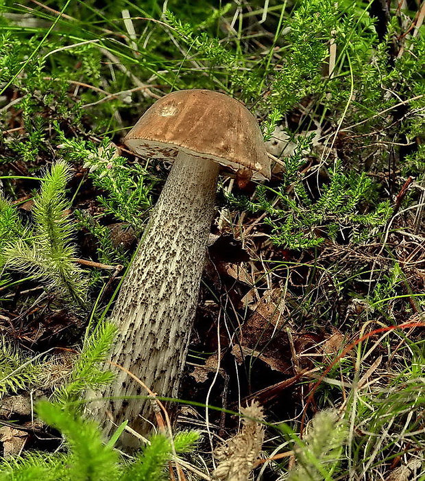 kozák brezový Leccinum scabrum (Bull.) Gray