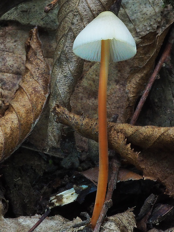 prilbička šafranová Mycena crocata (Schrad.) P. Kumm.