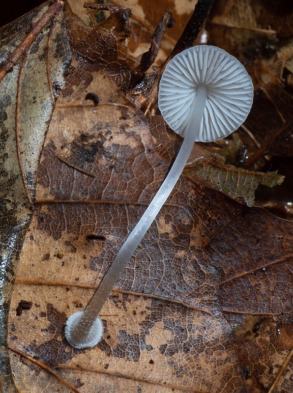 prilbička diskovitá Mycena stylobates (Pers.) P. Kumm.