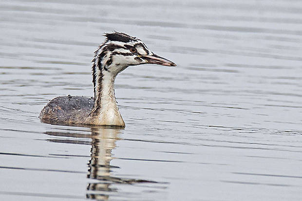 potápka chochlatá - puberťák Podiceps cristatus