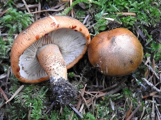 čírovka oranžová Tricholoma aurantium (Schaeff.) Ricken
