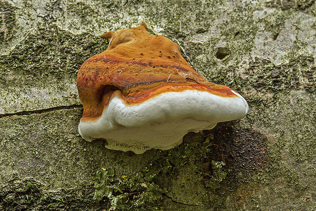 práchnovček pásikavý Fomitopsis pinicola (Sw.) P. Karst.