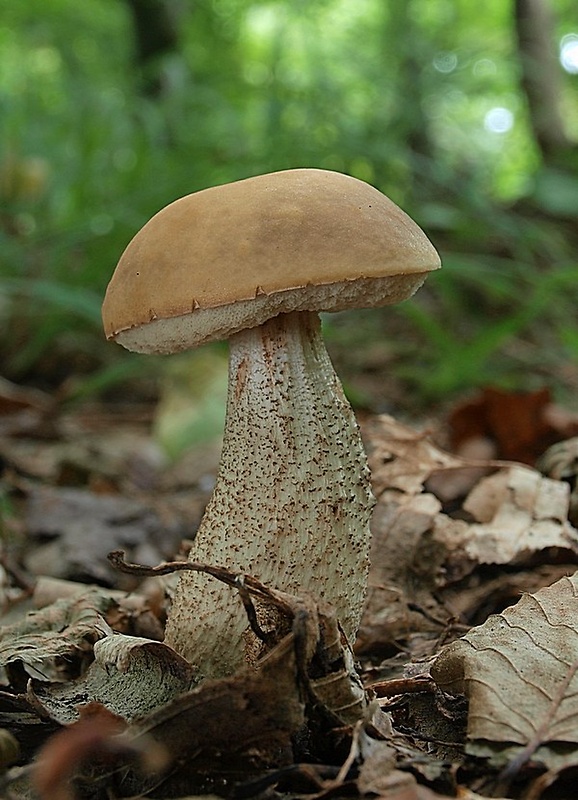 kozák hrabový Leccinum pseudoscabrum (Kallenb.) Šutara