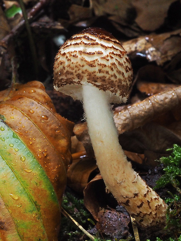 bedlička Lepiota sp.