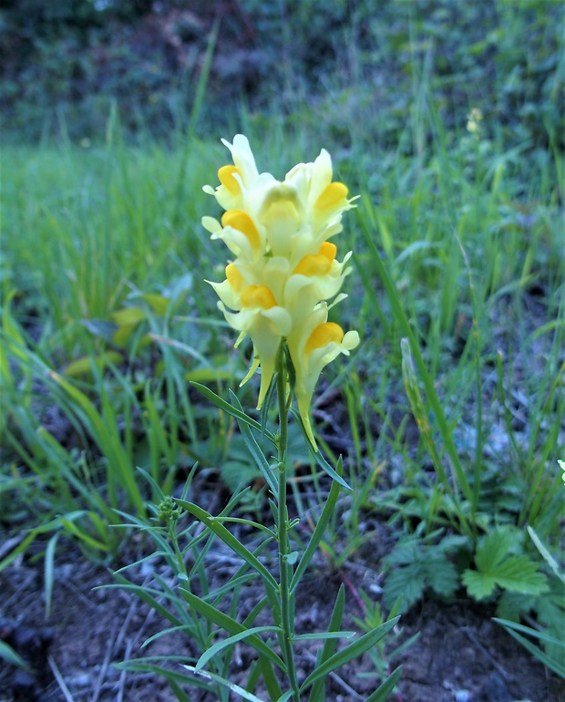 pyštek obyčajný Linaria vulgaris Mill.