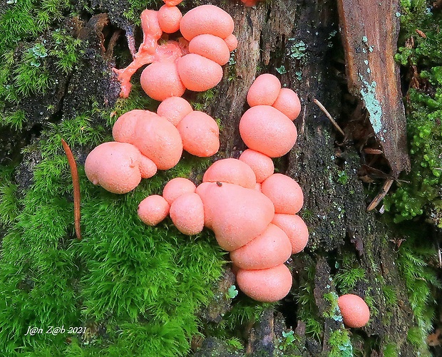 vlčinka červená Lycogala epidendrum (J.C. Buxb. ex L.) Fr.