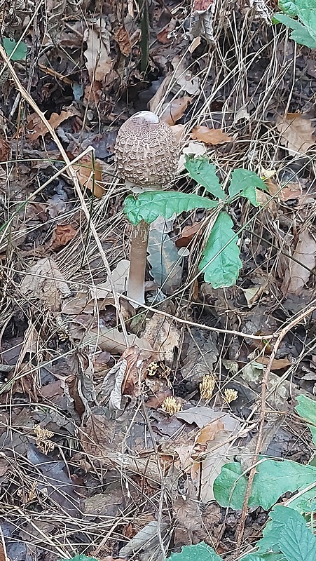 bedľa vysoká čiernohnedá Macrolepiota fuliginosa (Barla) Bon