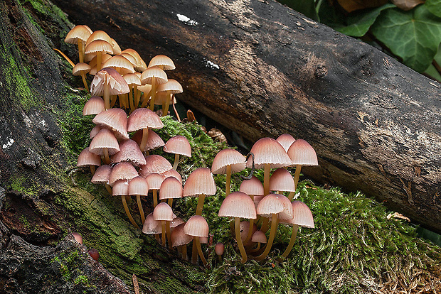 prilbička žltohlúbiková Mycena renati Quél.