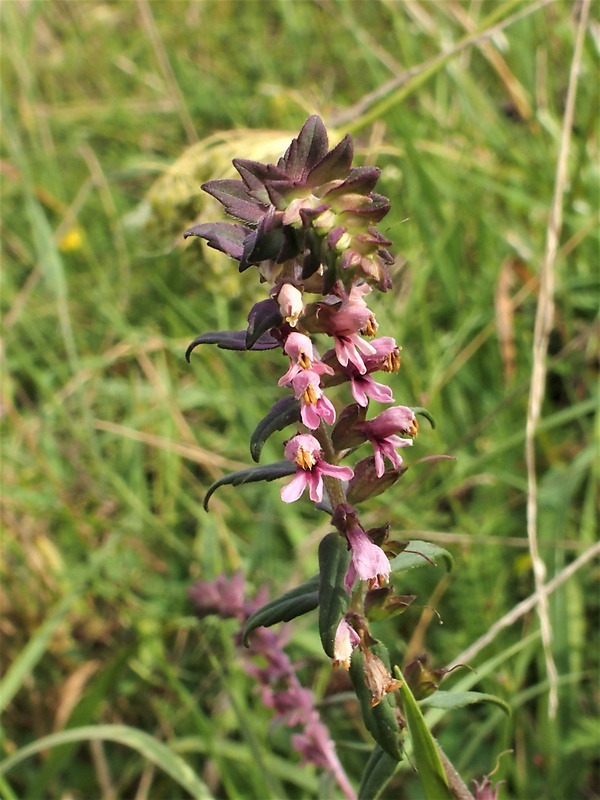 zdravienok neskorý Odontites vulgaris Moench